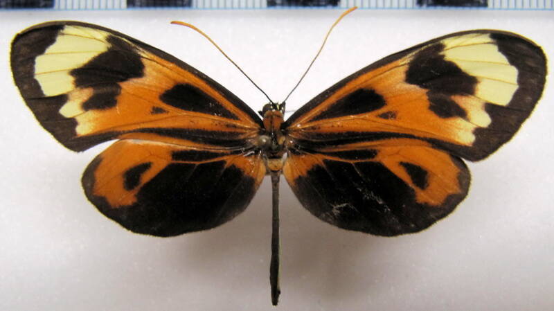 napeogenes_larina_iquitensis_m_perou-standard.jpg