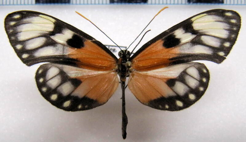 napeogenes_stella_aster_m_eq-standard.jpg