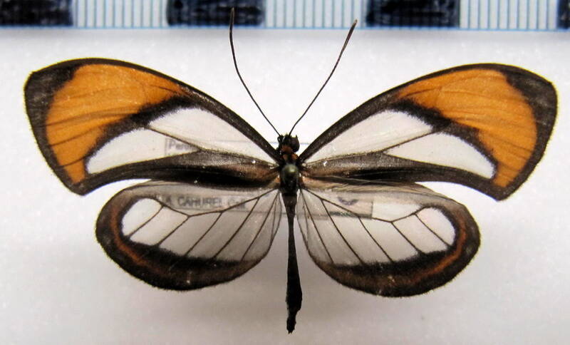 napeogenes_sylphis_corena_m_perou-standard.jpg