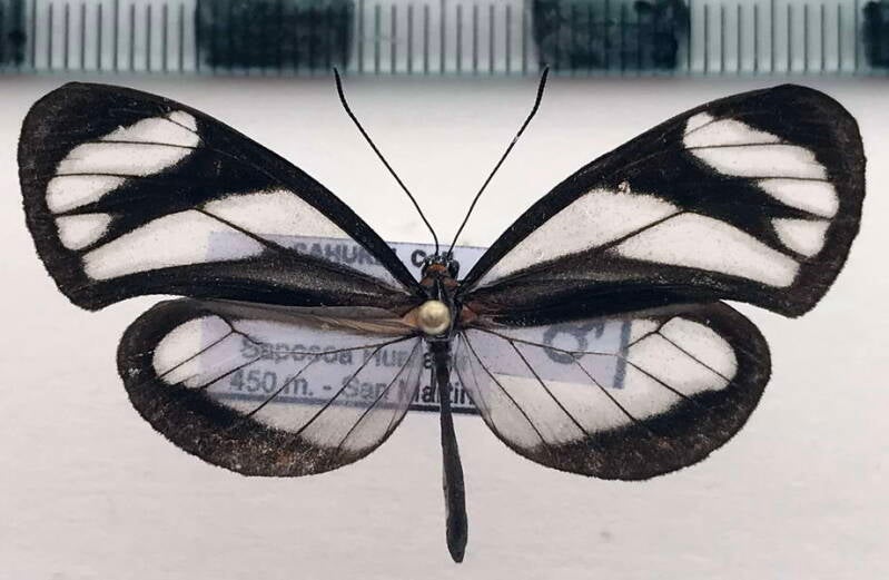 napeogenes_sylphis_rindgei_m_per_2-standard.jpg