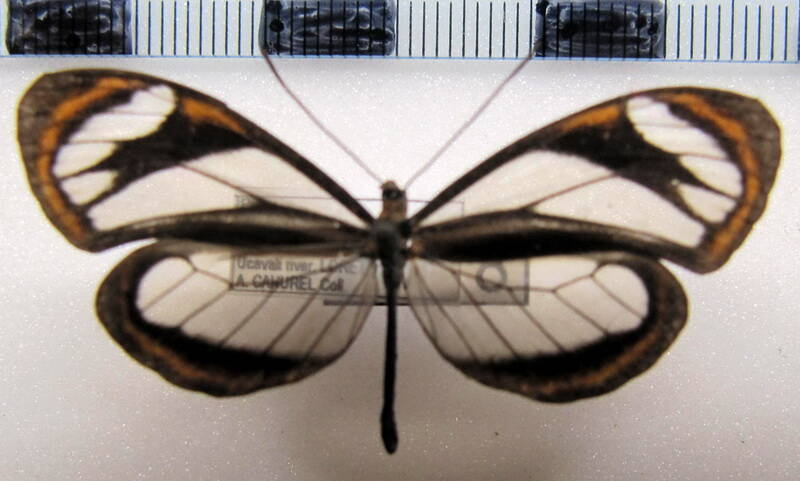 napeogenes_sylphis_ssp_m01_perou-standard.jpg