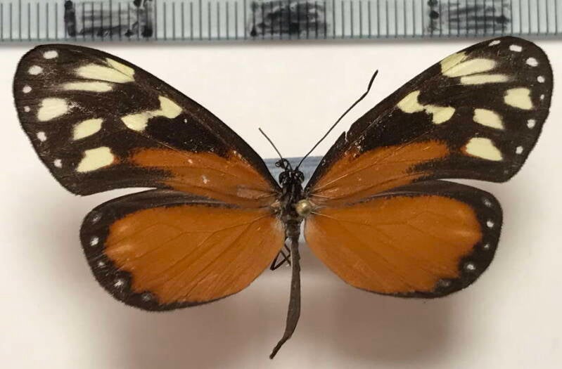 napeogenes_tolosa_amara_f_Costa Rica