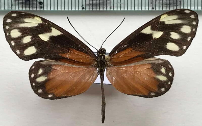 napeogenes_tolosa_amara_m_Costa Rica