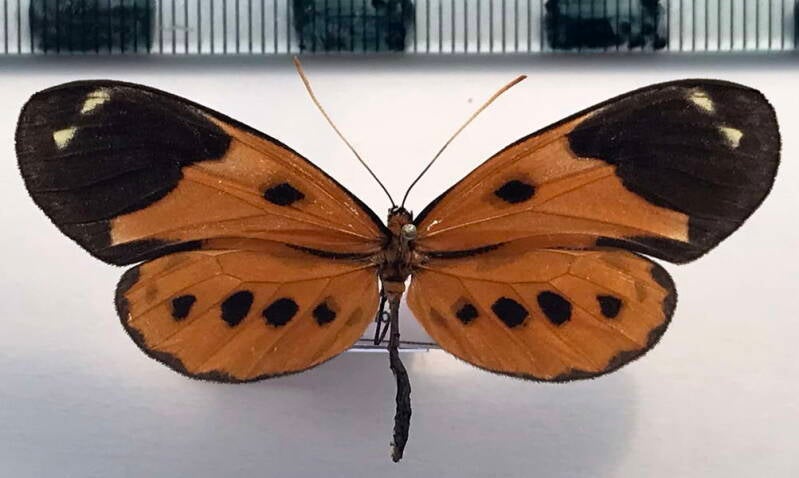 napeogenes_zurippa_deucalion_f_per-standard.jpg