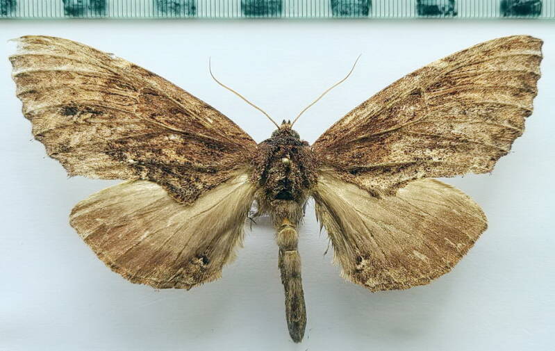 naprepa_sp1187_m_eq-standard.jpg
