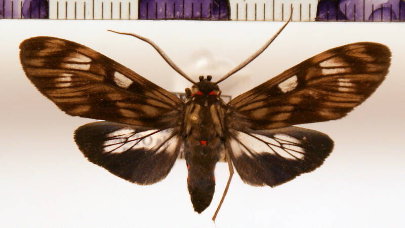 neacerea_suffusa_m02_eq-standard.jpg