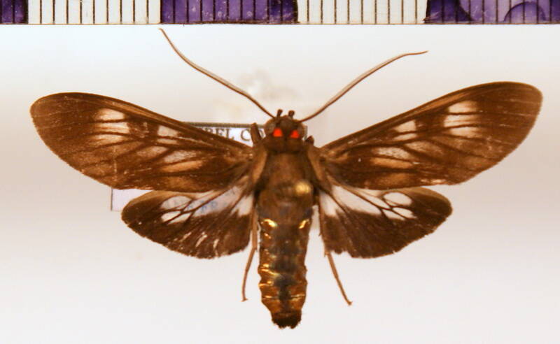 neacerea_suffusa_m_gf-standard-2f3exv.jpg