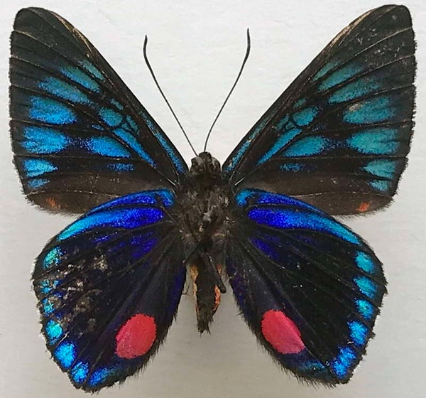 Necyria duellona mâle A1-  Equateur