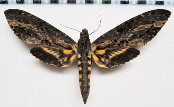 Neococytius cluentius mâle TBA-  Guyane française