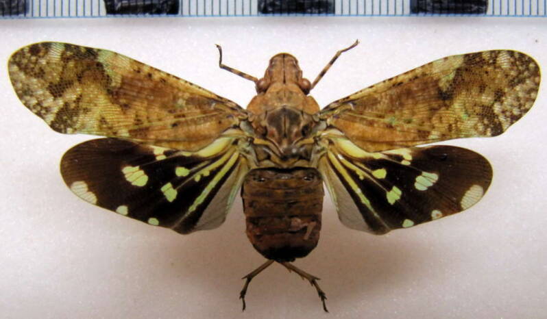 neocynthus_crassus_Guyane fr