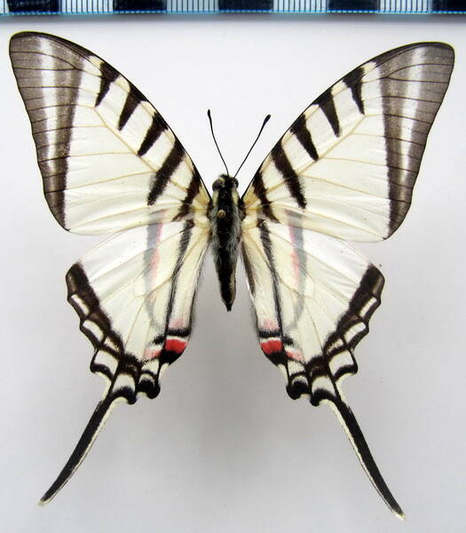 neographium_agesilaus_autosilaus_m-standard-ot9imu.jpg