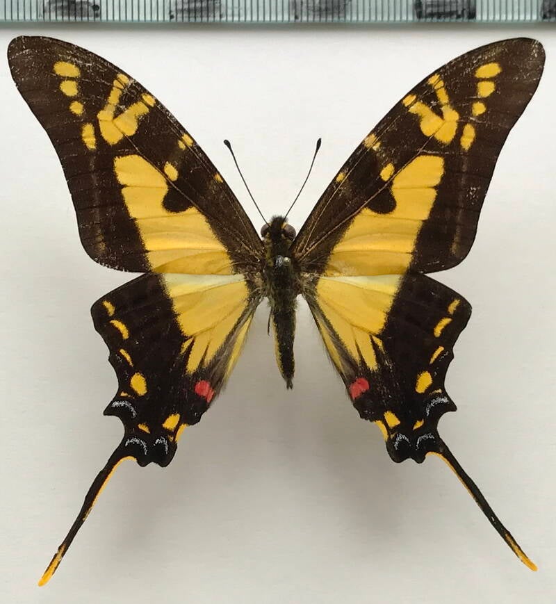 neographium_thyastes_thyastinus_m_eq-standard.jpg