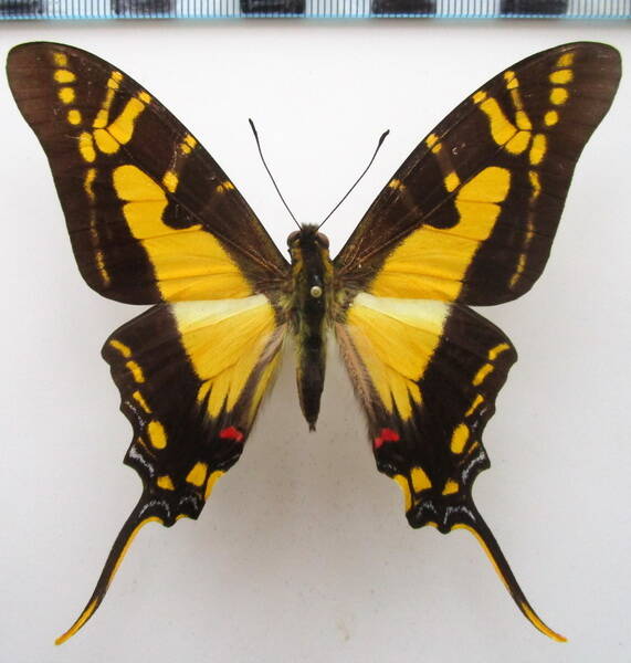 neographium_thyastes_thyastinus_m_perou_2-standard.jpg