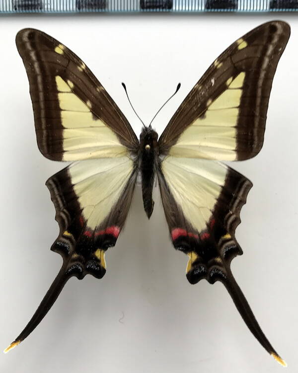 neographuim_leucaspis_m_eq-standard.jpg