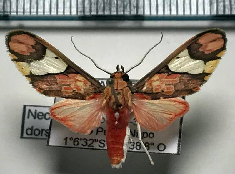 neonerita_dorsipuncta_m_eq_2-standard.jpg