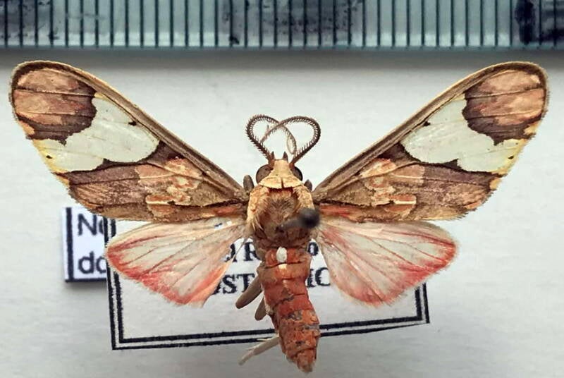 neonerita_dosrsipuncta_m_Costa Rica