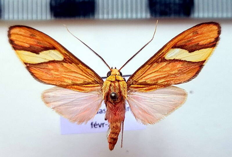 neonerita_sp1029_m_eq-standard.jpg