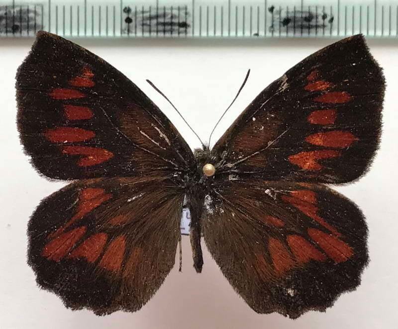 neopedaliodes_juba_f-juba_m02_eq-standard.jpg