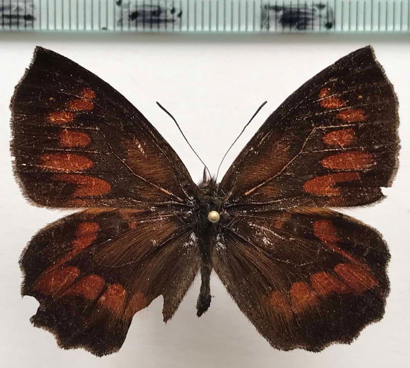 neopedaliodes_juba_f-juba_m_eq-standard.jpg