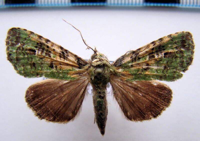 neophaenis_psittacea_gf-standard.jpg