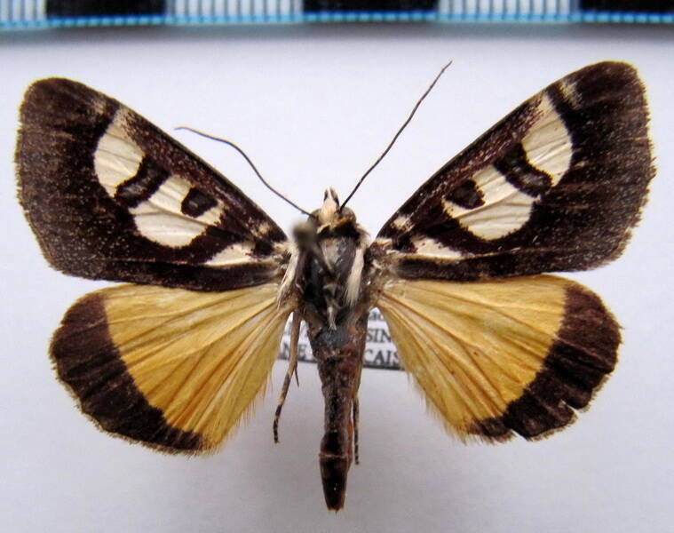 neotuerta_lycaon_gf-standard-t59qnb.jpg