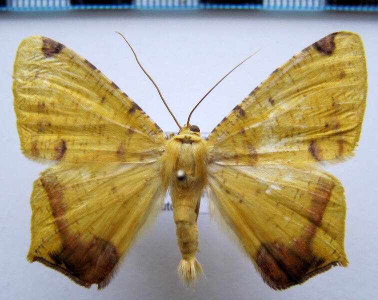nepheloleuca_illiturata_gf-standard.jpg