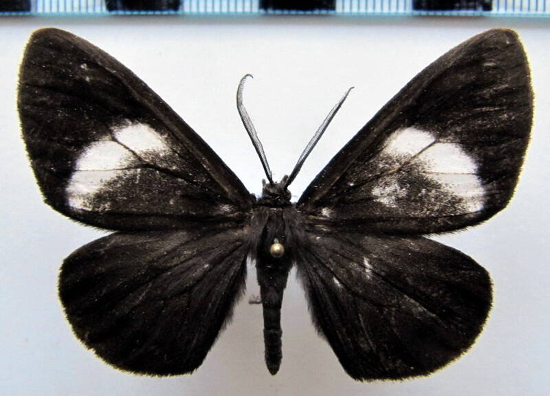nephodia_aethiopissa_eq-standard.jpg