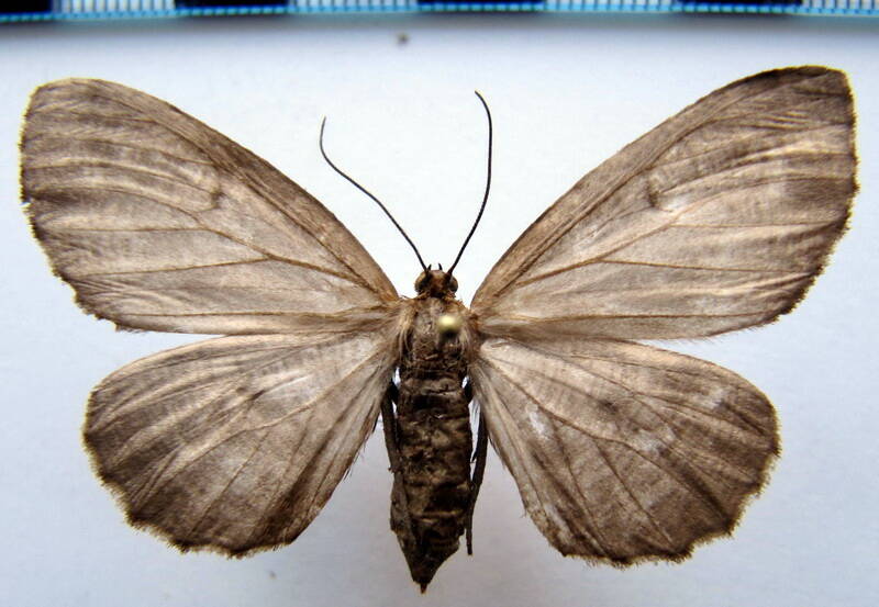 nephodia_sp02_bol-standard.jpg