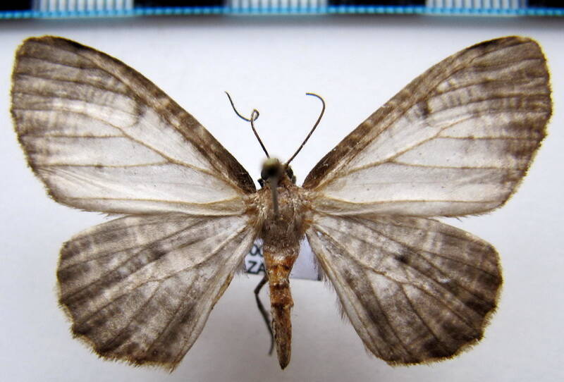 nephodia_sp03_eq-standard.jpg