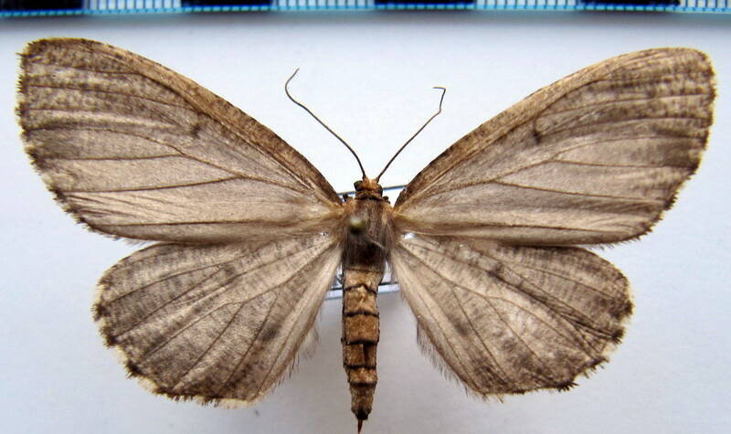 nephodia_sp1044_eq-01-standard.jpg