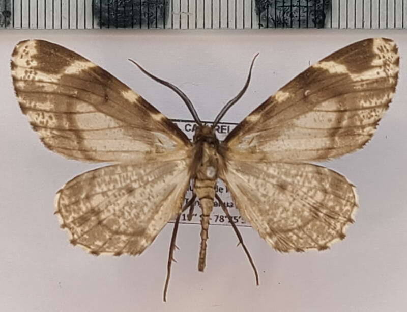 nephodia_sp1122_m_eq-standard.jpg
