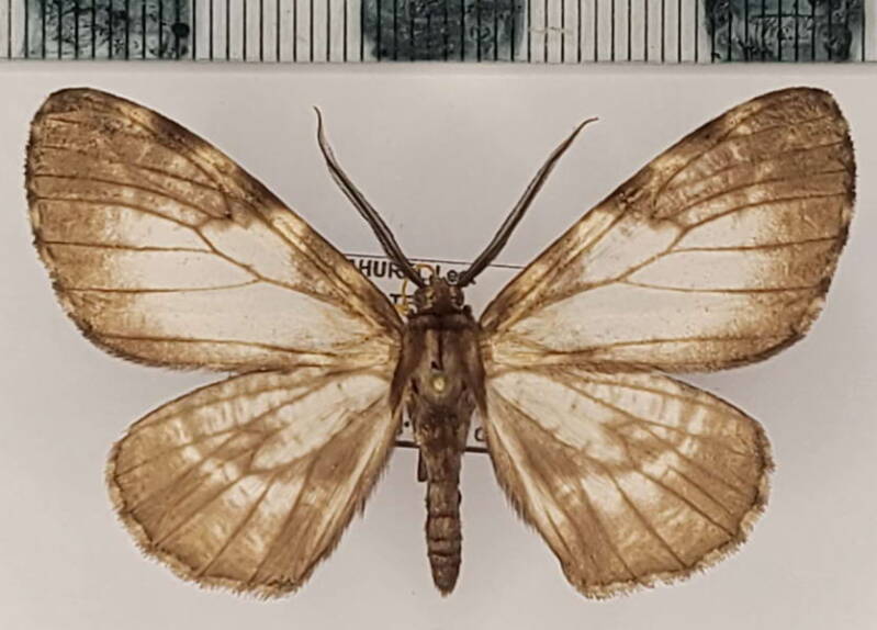 nephodia_sp1123_m_eq-standard.jpg