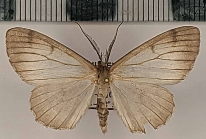 nephodia_sp1128_m_eq-standard.jpg