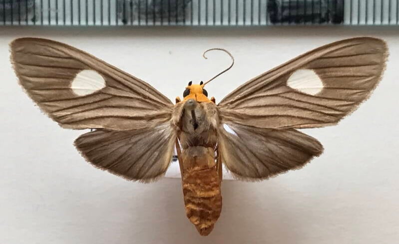 neritos_discophora-f-bolivie-standard.jpg