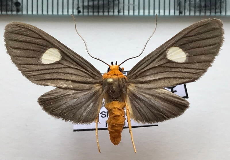 neritos_discophora_f02_eq-standard.jpg