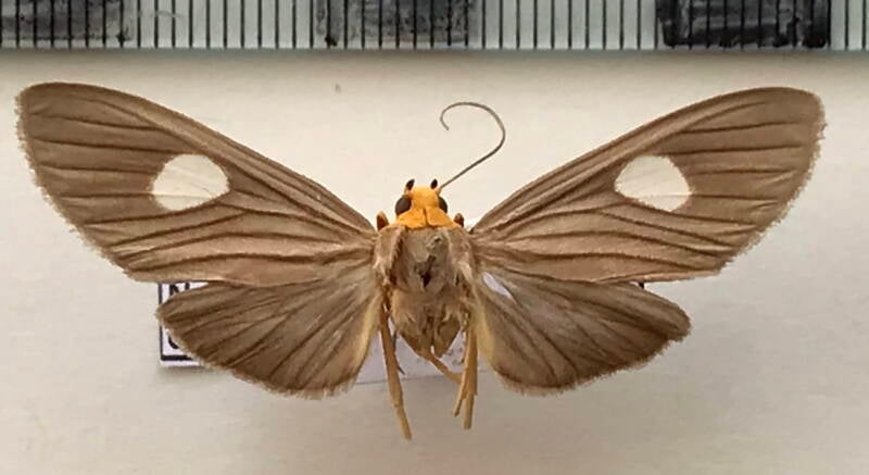 neritos_discophora_f_bol-standard.jpg