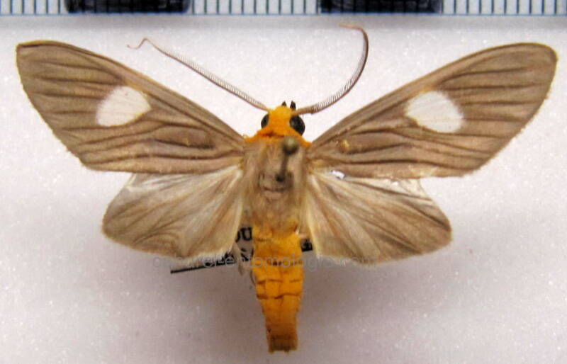 neritos_discophora_m01_gf-standard.jpg