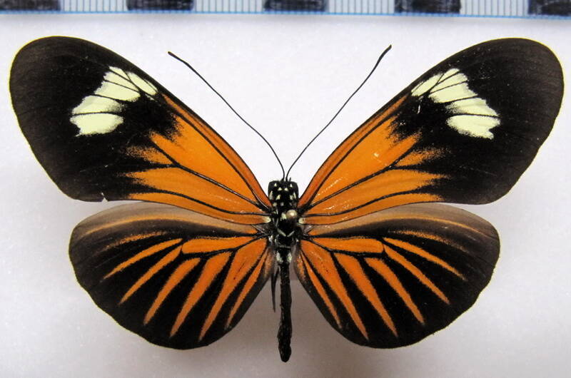 neruda_aoede_cupidineus02_perou-standard.jpg