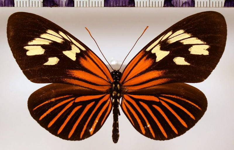 neruda_aoede_postalbimaculata_f-standard.jpg