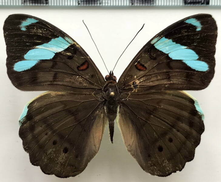 nessaea_batesii_batesii_f_eq-standard-xfmi2r.jpg