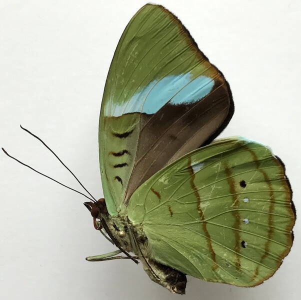 nessaea_batesii_batesii_m_eq_v-standard-9nolpa.jpg