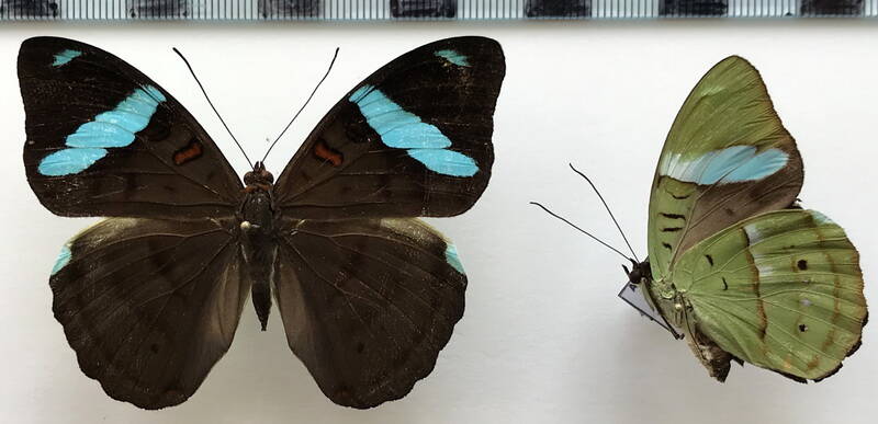 nessaea_batesii_maniplaga_f_gf_2-standard.jpg