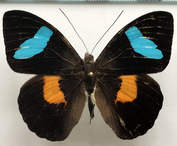 nessaea_batesii_maniplaga_m_gf-standard.jpg