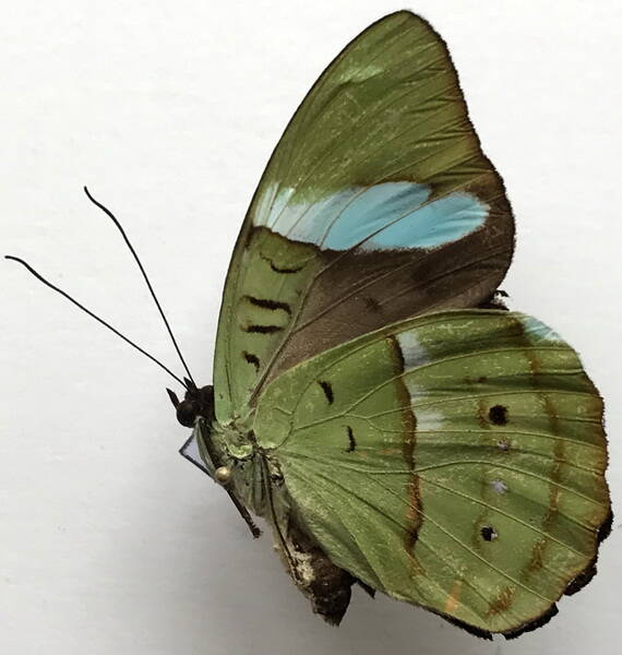 nessaea_batesii_maniplaga_m_gf_v-standard.jpg
