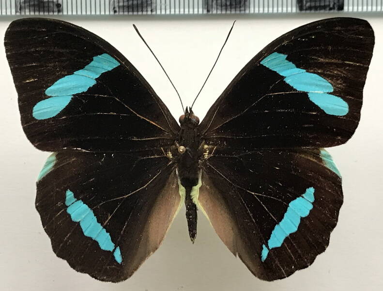 nessaea_hewitsonii_boliviensis_m_bol-standard.jpg