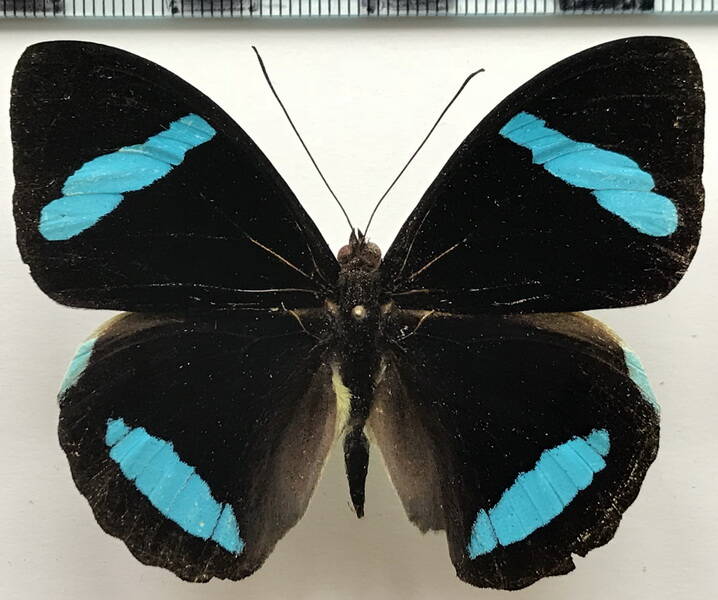 nessaea_hewitsonii_m_eq-standard.jpg