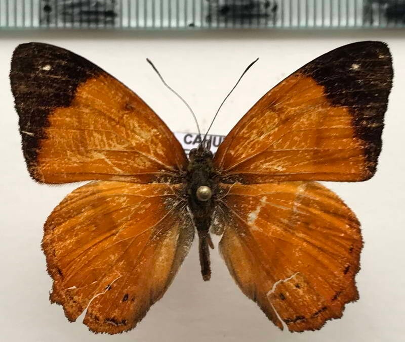 nica_flavilla_sylvestris_m_eq-standard.jpg