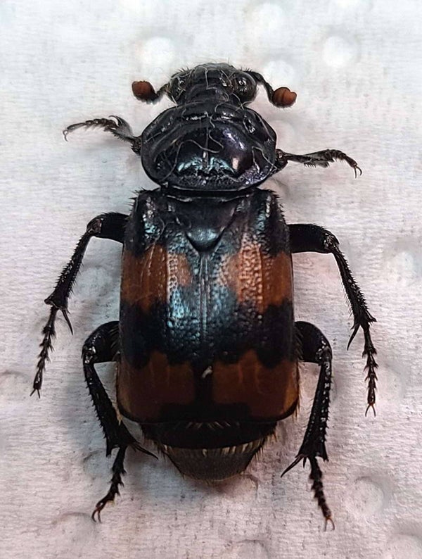 Nicrophorus vespillo Italie