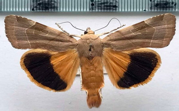 Noctua fimbriata mâle France