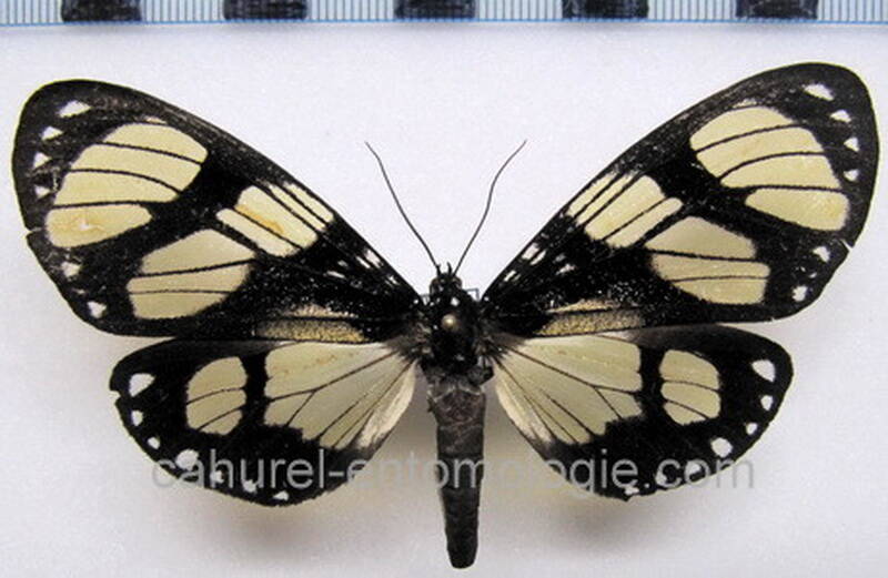 notophyson_heliconides_f_eq-standard.jpg